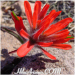 photo thumbnail #13