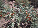 photo thumbnail #3