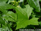Featured Detail Photo