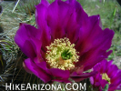 Featured Detail Photo