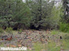 photo thumbnail #8