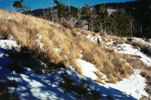 photo thumbnail #12